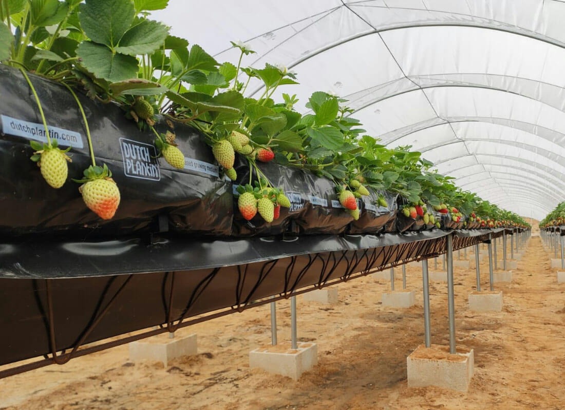 SEF | Growing Systems