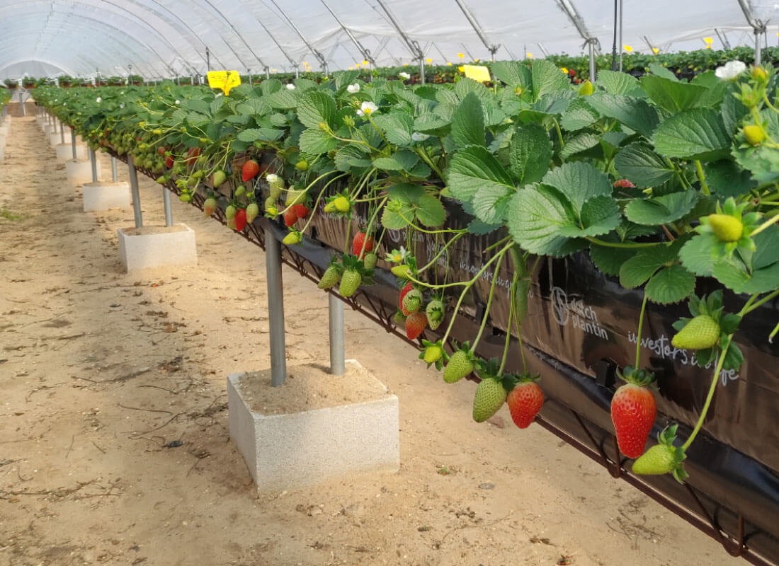 SEF | Growing Systems