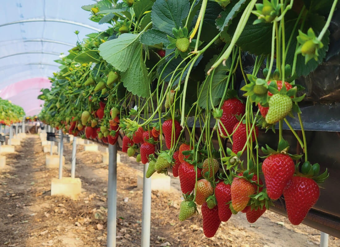 SEF | Growing Systems